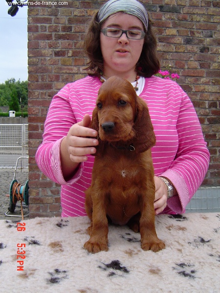 Trawricka - Les chiots ont 7.5sem/pups are now 7.5weeks