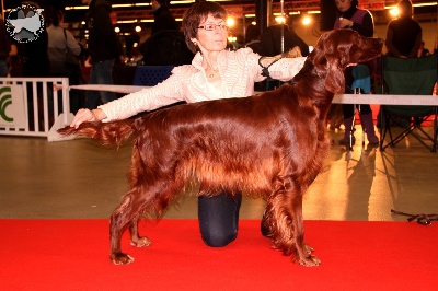 Trawricka - Paris International Dog Show