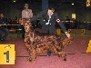  - New Champion at the Show/Expo Int de Luxembourg